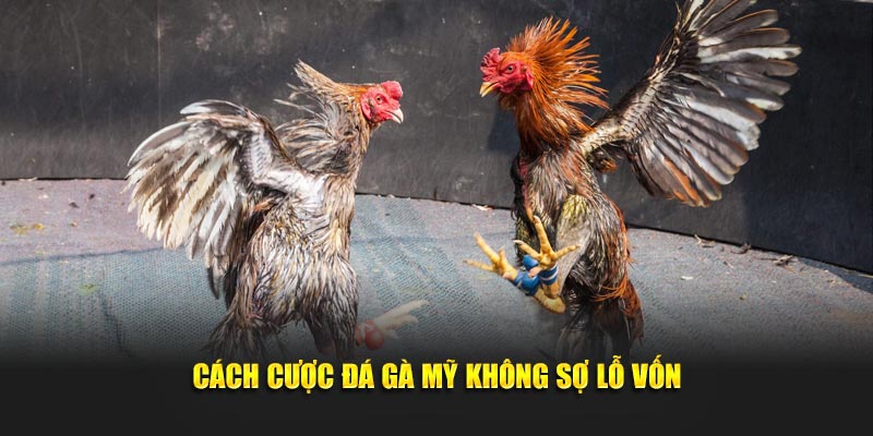 Cách cược đá gà Mỹ không sợ lỗ vốn