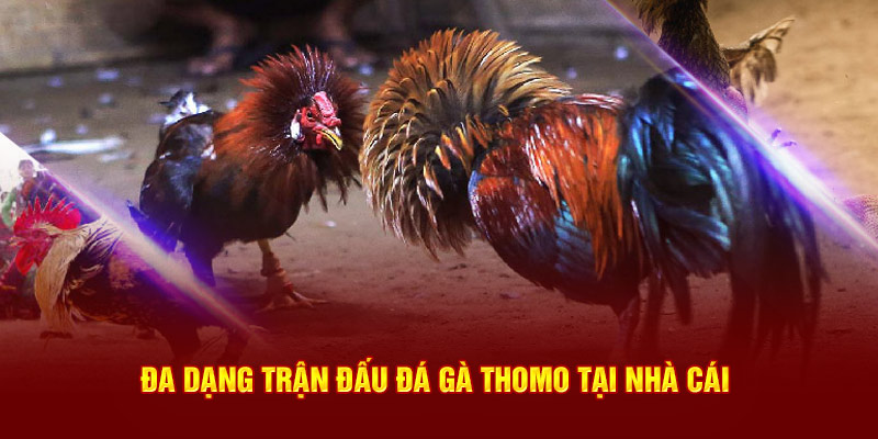 Đa dạng trận đấu đá gà Thomo tại nhà cái