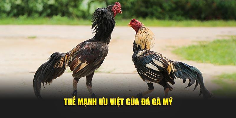 Thế mạnh ưu việt của đá gà Mỹ