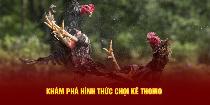 Khám phá hình thức chọi kê Thomo